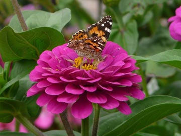 Zinnias attract bees and butterflies