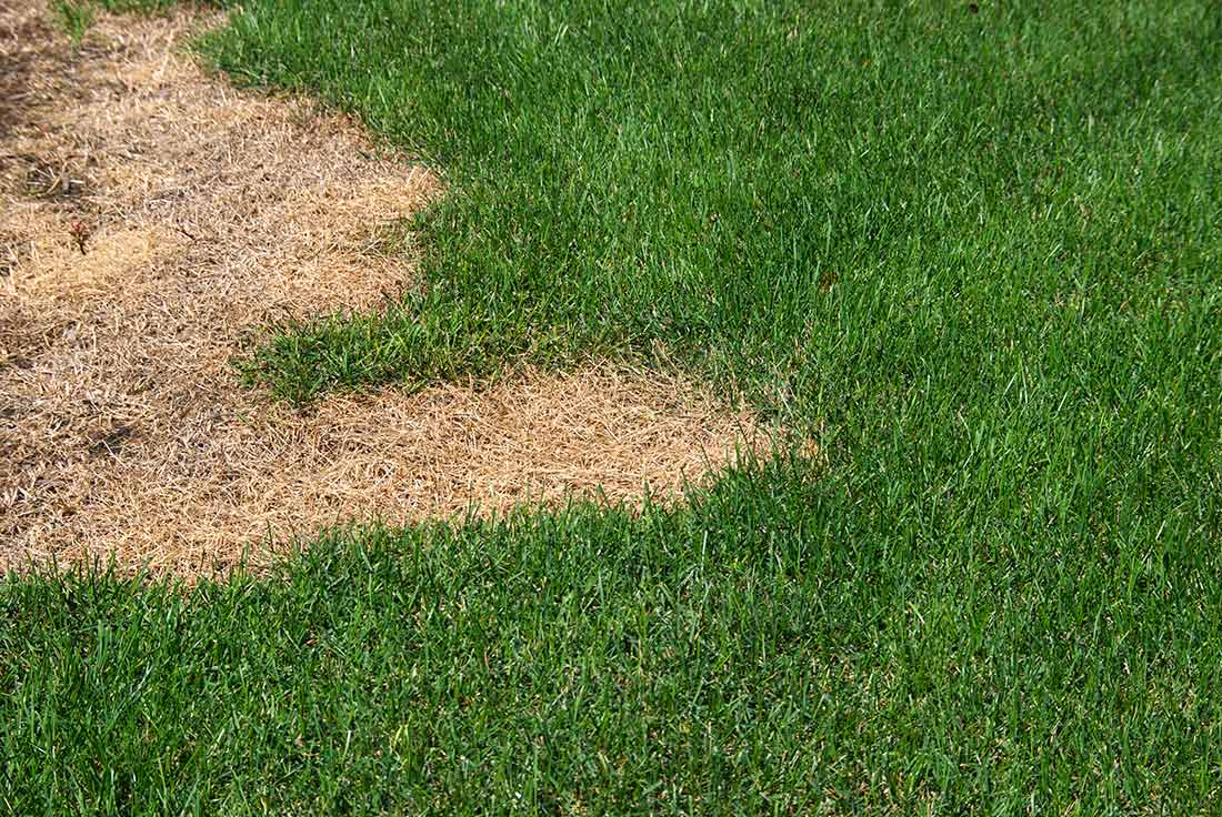 patchy-brown-lawn.jpg