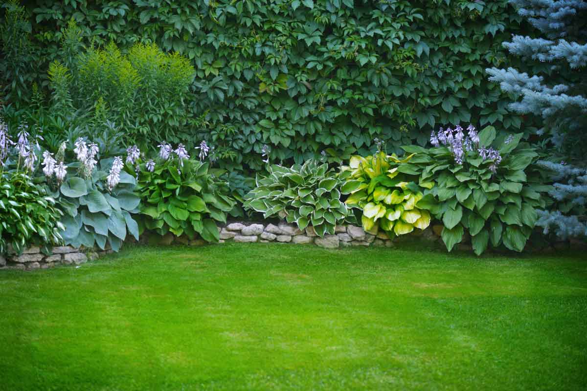 Lawn with hostas.