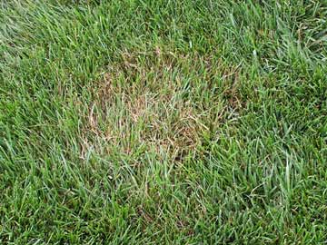 Brown patch lawn disease