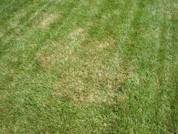 Brown patch lawn disease
