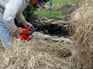 trimming ornamental grass