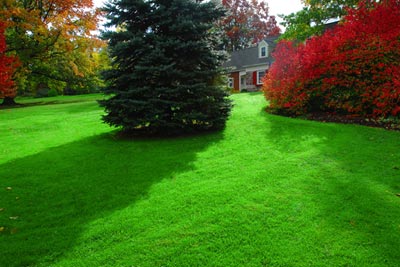 Lush, green fall lawn