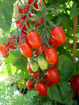 grape tomatoes