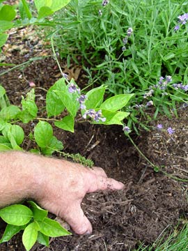 checking mulch depth