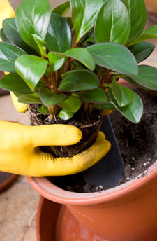 potted plant