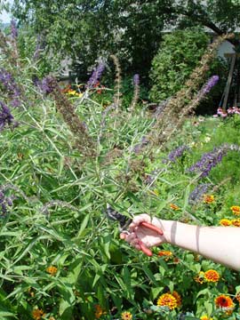Pruning a butterfly bush
