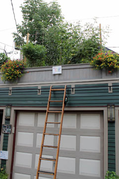 rooftop library garden