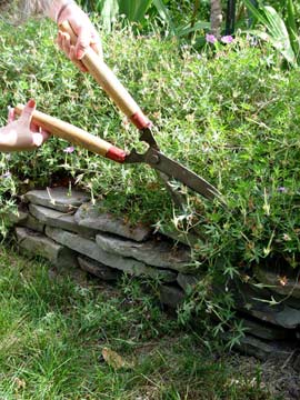 Shearing geraniums