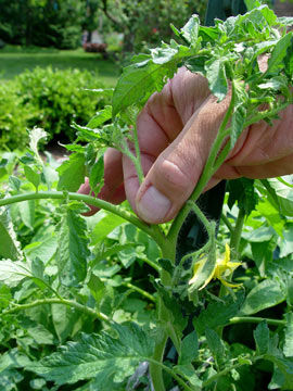 tomato pinching