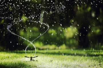 watering the lawn