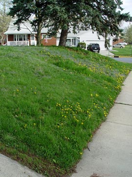 weeds on grass bank