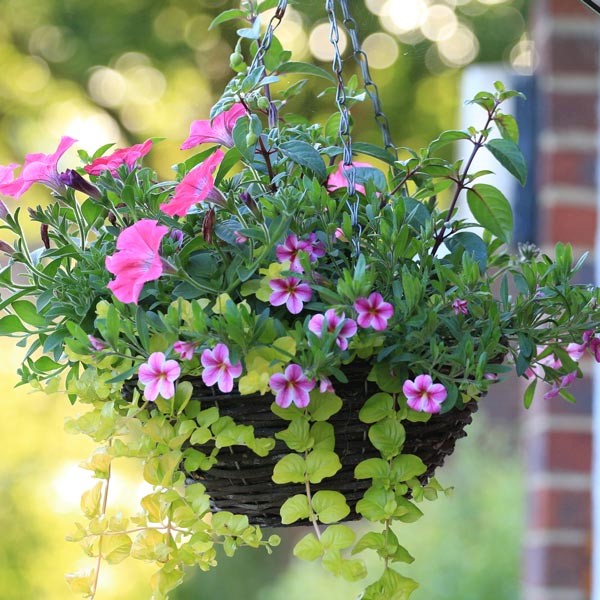 Get How To Grow Glorious Hanging Baskets Greenview Fertilizer Free Wallpaper How To Grow Glorious Hanging Baskets Greenview Fertilizer Free HD