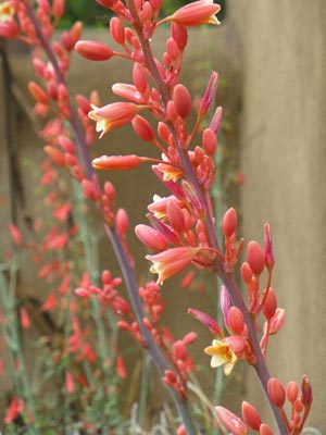 Hesperaloe parviflora Coral Glow