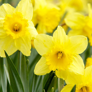 Daffodils