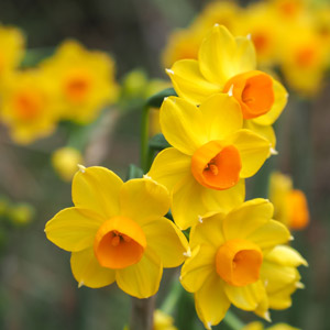 Jonquil