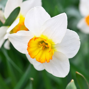 White Narcissus