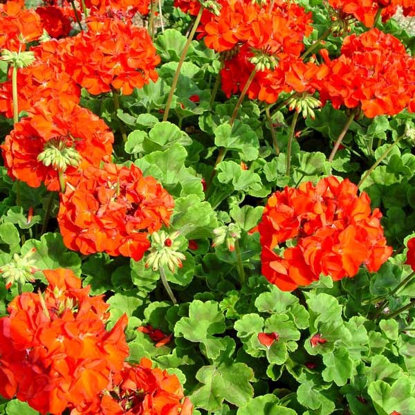 Geraniums They Re More Than Old Fashioned Red Flowers In A Pot Greenview Geraniums They Re More Than Old Fashioned Red Flowers In A Pot Greenview