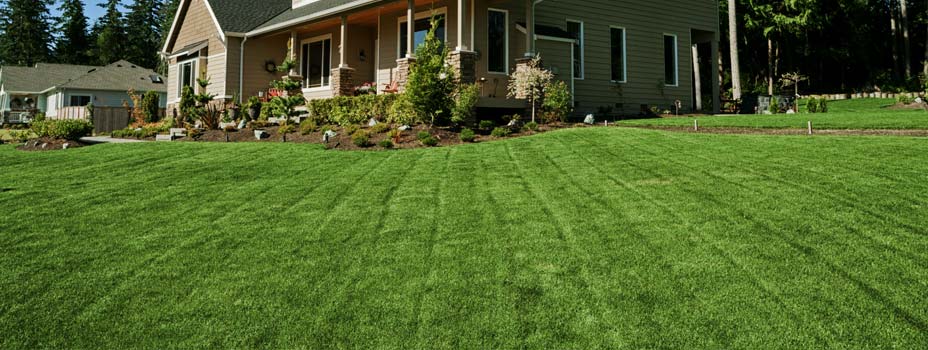 House with a beautiful green lawn