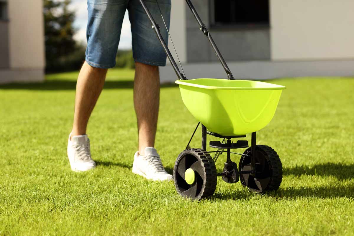 Applying lime to a lawn
