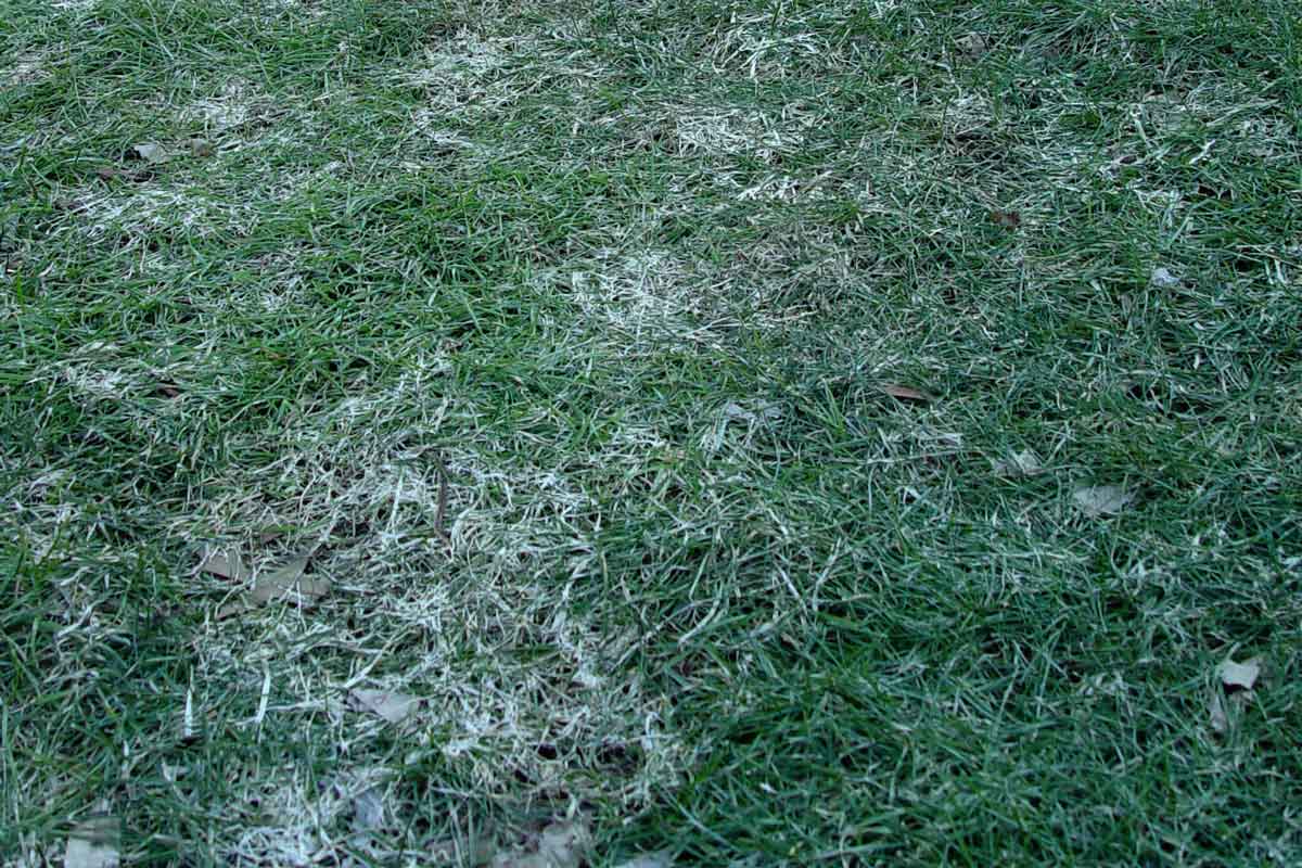 Snow mold in a lawn