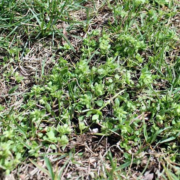 Tip For Lawn Weed Control Greenview