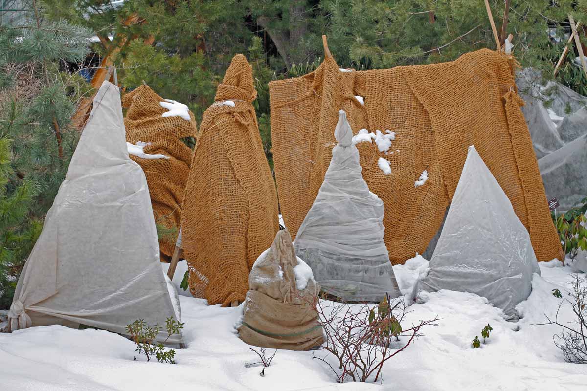 Plants wrapped in burlap