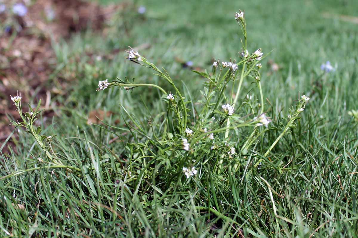 Hairy buittercress in lawn