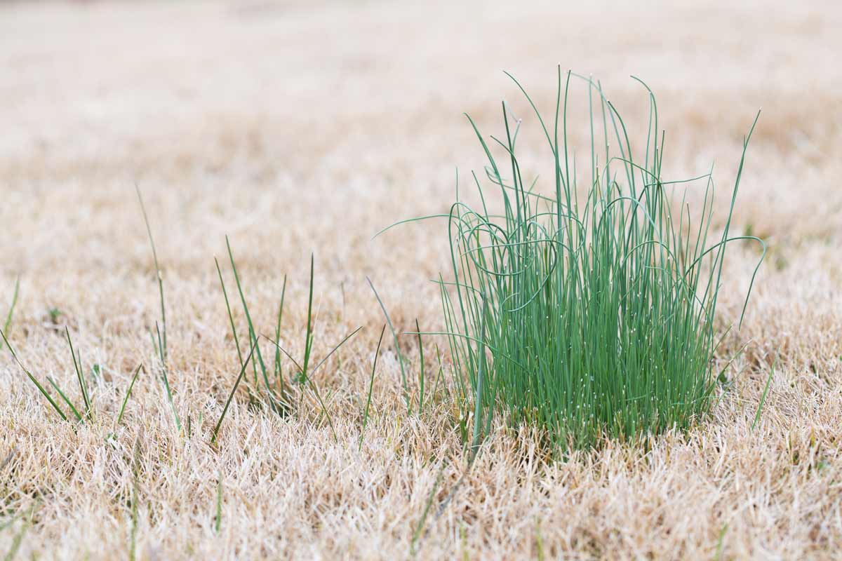 Controlling Wild Onions & Wild Garlic in the Lawn • GreenView