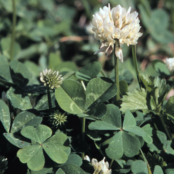 white clover