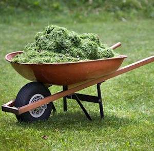 Grass clippings in wheelbarrow