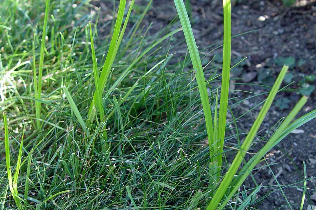 Nutsedge The Lawn Invader Posing as Grass • GreenView