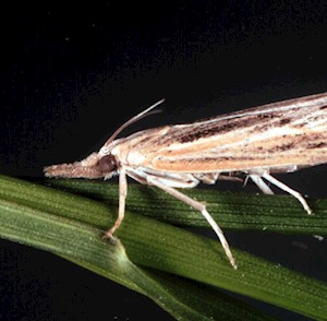 Sod webworm moth