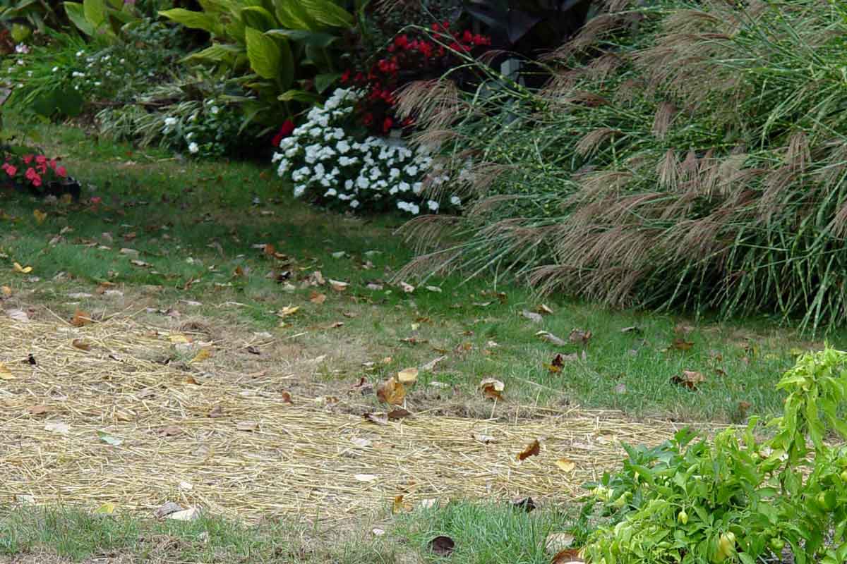 Straw covers grass seed