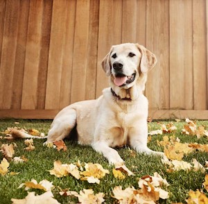 Dog on fall lawn
