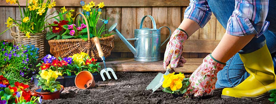 Planting spring flowers