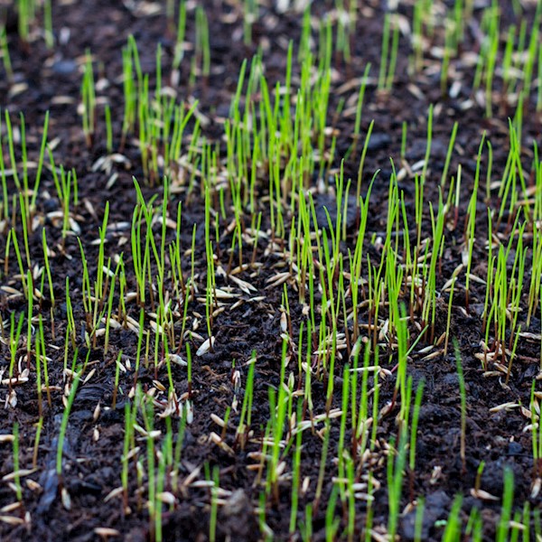 Lawn How To GreenView