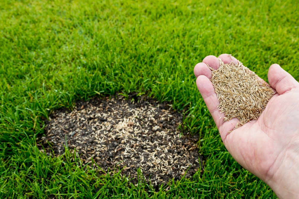 Overseeding