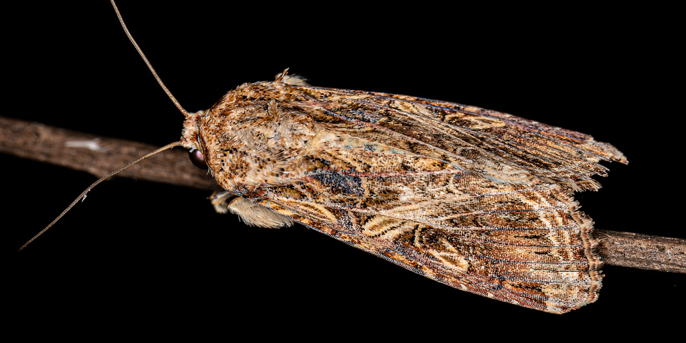 Armyworm Moth