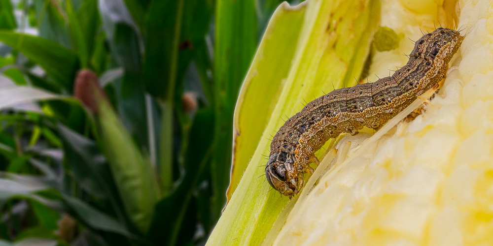 Armyworm