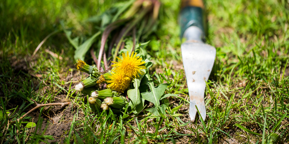 Dead Dandelions