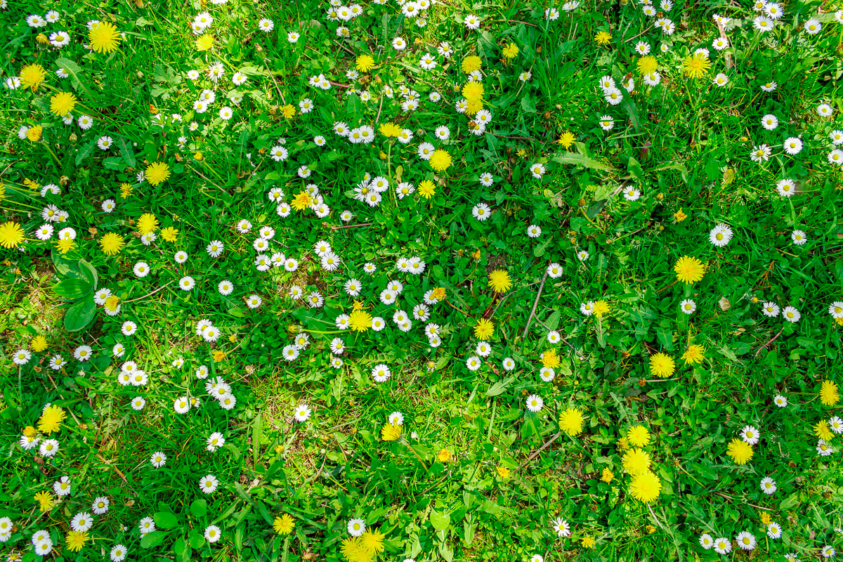 Dandelions