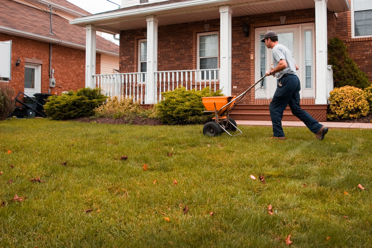 Spreading fall fertilizer on front lawn