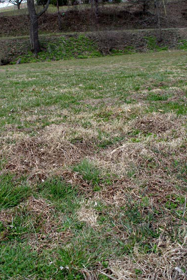 Mole hills