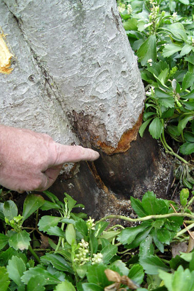 Vole damage on a tree trunk